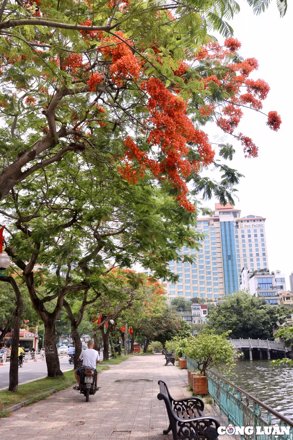 hoa phuong vi khoe sac do ruc ro khap pho phuong ha noi hinh 12