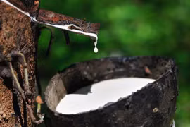 Giá cao su hôm nay 1/1/2026: Sàn Nhật Bản tăng phiên thứ 8, giá nội địa duy trì mức cao