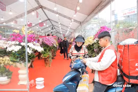 Thị trường cây cảnh, hoa Tết bắt đầu 'nhộn nhịp'