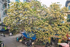 Hoa bún bung nở đầu tháng 4, giới trẻ Hà Nội 'đua nhau' chụp hình