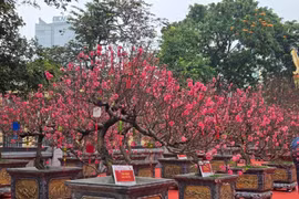 Hà Nội mở cửa không gian hoa Xuân tại vườn hoa Lý Thái Tổ