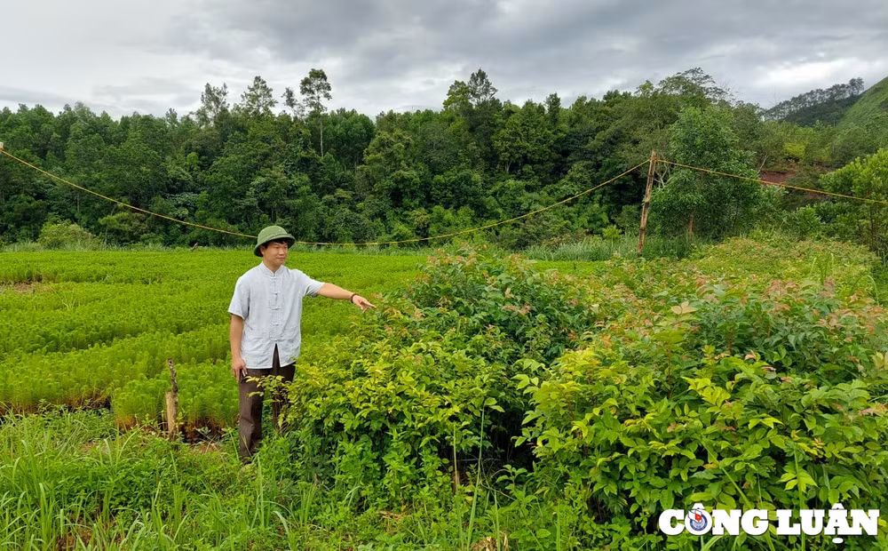 quang ninh nhieu kho khan khi chuyen doi tu trong cay ngan ngay sang cay go lon hinh 3