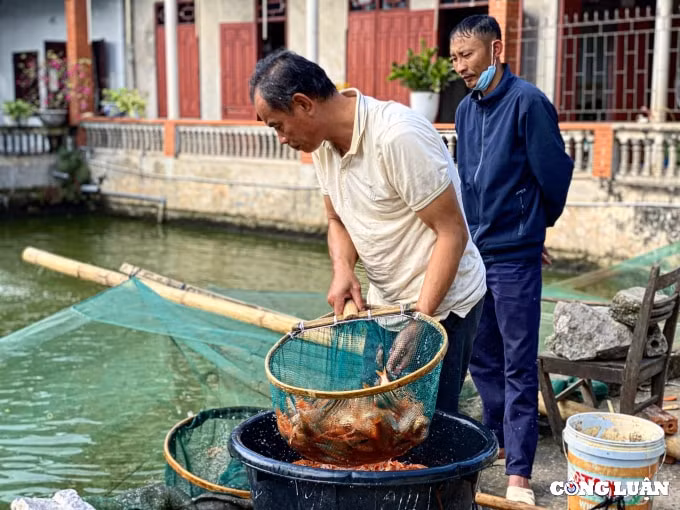 lang nuoi ca chep do hut khach nhat thanh hoa hinh 3