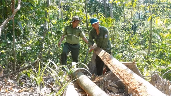 Gỗ rừng bị chặt hạ trong khu vực rừng giáp ranh giữa 2 huyện Tây Hòa và Sông Hinh