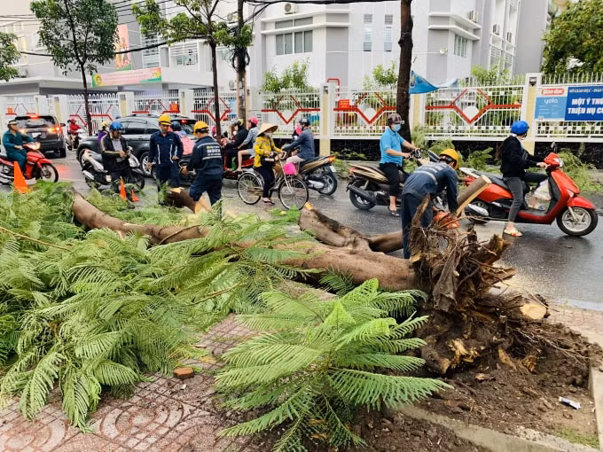 Cây phượng ngã, chắn ngang đường Hồng Hà