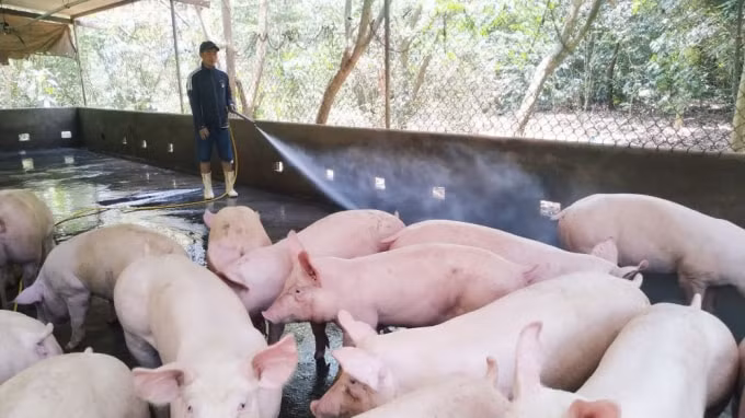 Giá heo hơi hôm nay 3/12: Giảm nhẹ 1.000 đồng/kg trên nhiều vùng chăn nuôi. Ảnh minh họa.