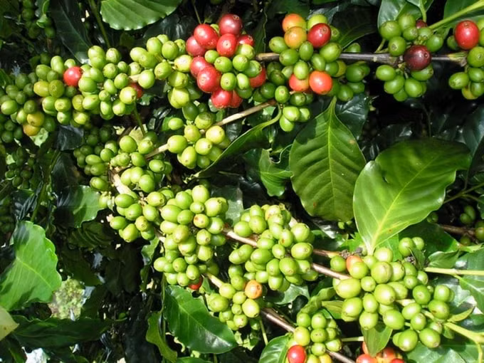 Giá cà phê hôm nay 6/12: Giảm đến 1.500 đồng/kg phiên cuối tuần. Ảnh: TL.