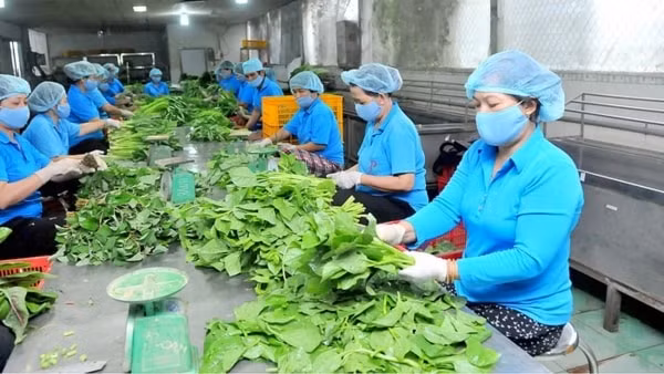 Tỷ lệ hợp tác xã hoạt động có hiệu quả hiện đạt hơn 54%. Ảnh minh họa
