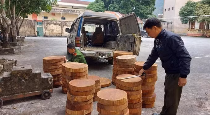 Lực lượng chức năng huyện Bắc Mê tiến hành kiểm đếm số gỗ nghiến trái phép.