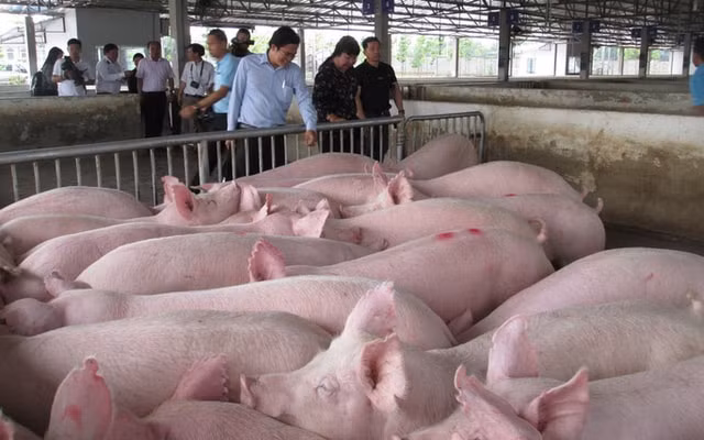 Giá heo hơi hôm nay 9/12: Hai miền Nam Bắc điều chỉnh tăng, miền Trung đứng giá. Ảnh minh họa.