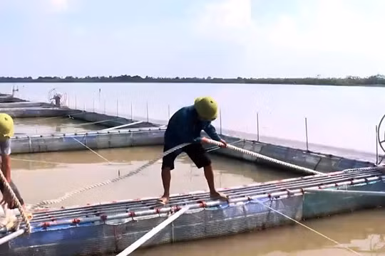 Hưng Yên: Quyết liệt bảo vệ hàng chục nghìn héc-ta sản xuất nông - thủy sản trước bão số 01
