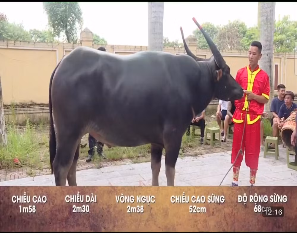 le hoi choi trau do son 2024 ong trau so 4 dung manh gianh vo dich hinh 2
