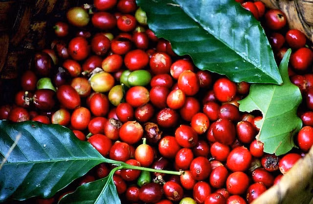 Giá cà phê hôm nay lao dốc mạnh, dao động trong khoảng 31.300 - 31.900 đồng/kg. Ảnh minh họa.