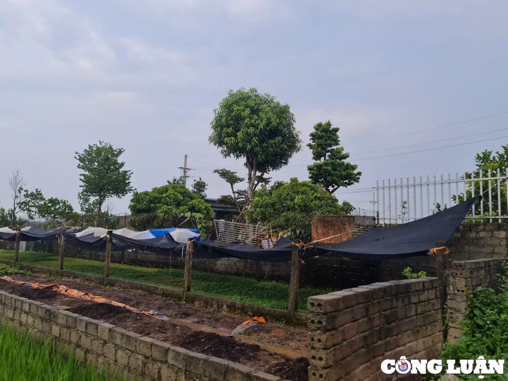 ung hoa ha noi vi pham tran lan tren dat nong nghiep ubnd xa hoa nam chua xu ly dut diem hinh 3
