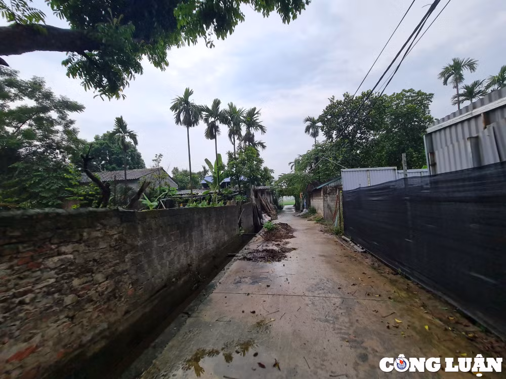ung hoa ha noi vi pham tran lan tren dat nong nghiep ubnd xa hoa nam chua xu ly dut diem hinh 6