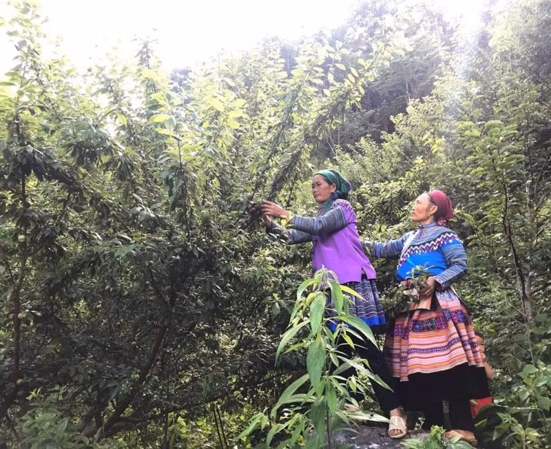 hap dan chuong trinh van hoa du lich si ma cai huong sac vung cao hinh 5