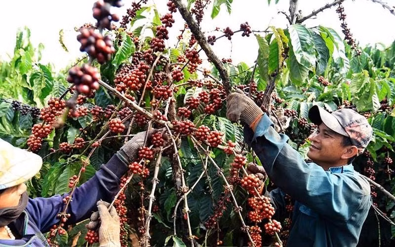 Giá nông sản hôm nay 23/9: Cà phê bất ngờ tăng trở lại, hồ tiêu tiếp tục neo mức giá cao