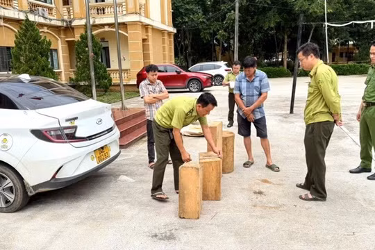 Lào Cai: Phát hiện ô tô vận chuyển 4 cục gỗ pơ mu không rõ nguồn gốc