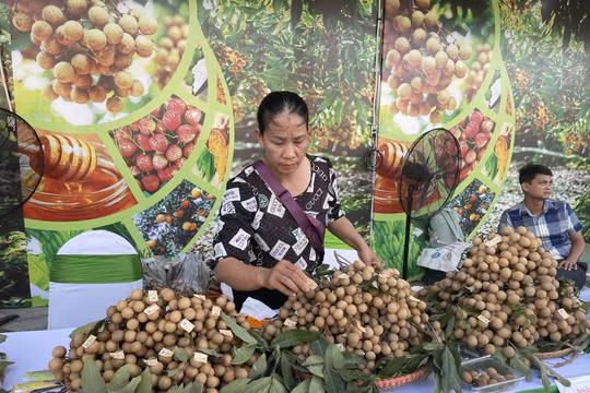 Lễ hội nhãn lồng Hưng Yên 2026 sắp diễn ra với nhiều hoạt động đặc sắc