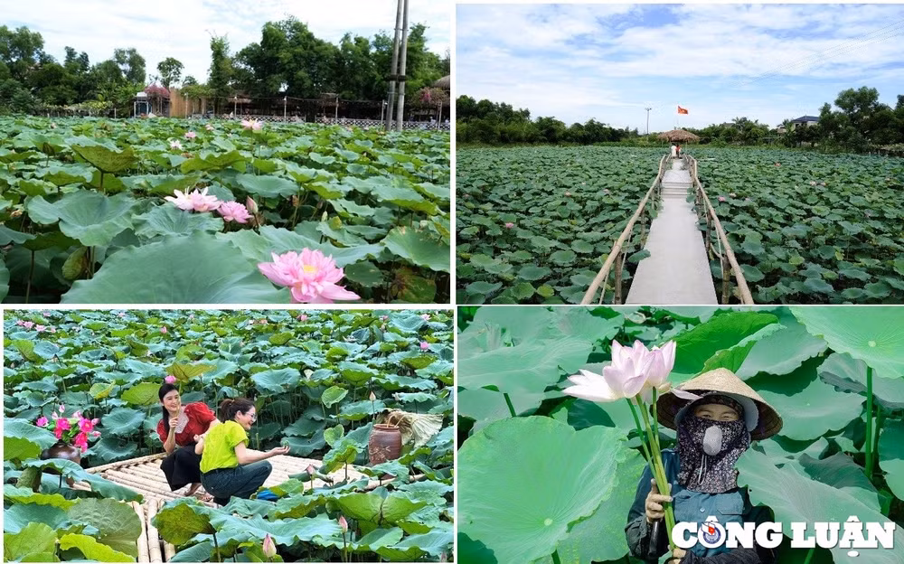 thanh sen toa ngat huong sen hinh 2