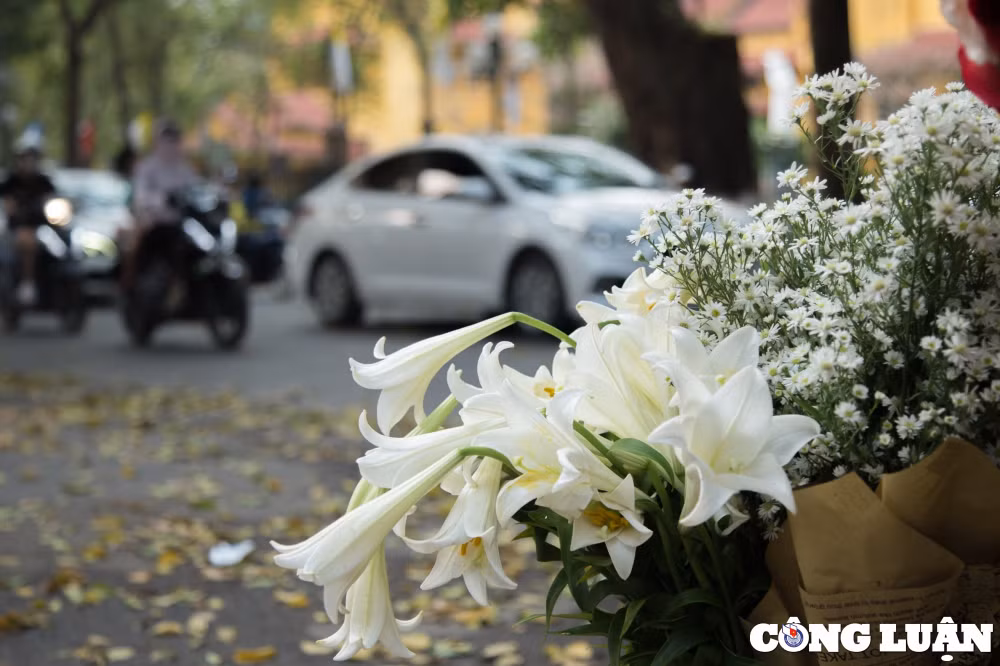 hoa loa ken khoe sac trang tinh khoi giua troi ha noi hinh 4