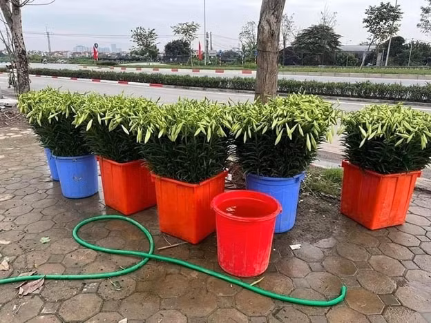 hoa loa ken dau mua xuong pho hut tin do yeu hoa tai ha noi hinh 2
