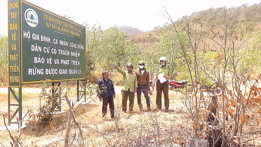 gia lai cang minh canh giac lua hinh 4