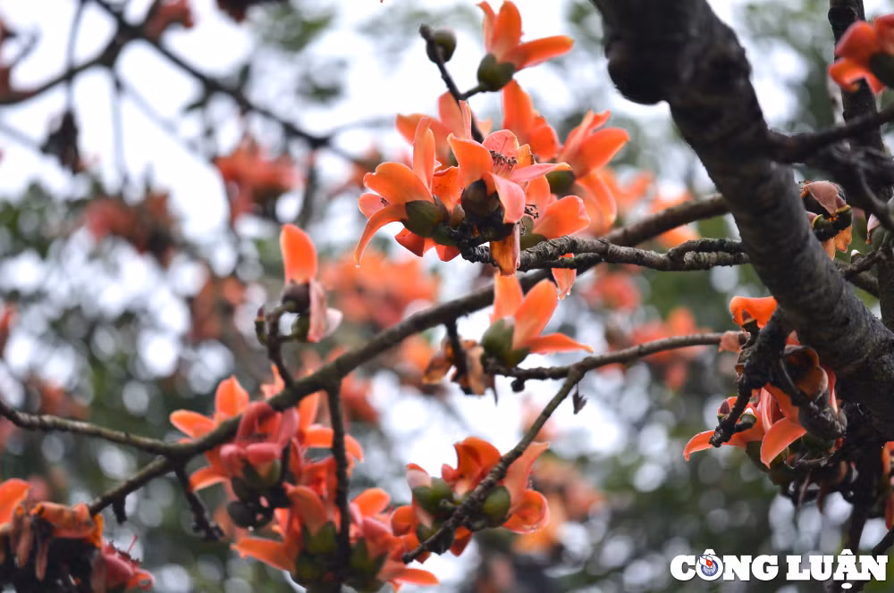 ruc ro sac hoa gao ben mai chua co o ninh binh hinh 8