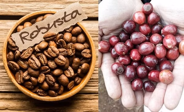 So với đầu tuần, giá cà phê tăng trung bình 100 - 200 đồng/kg tại các địa phương