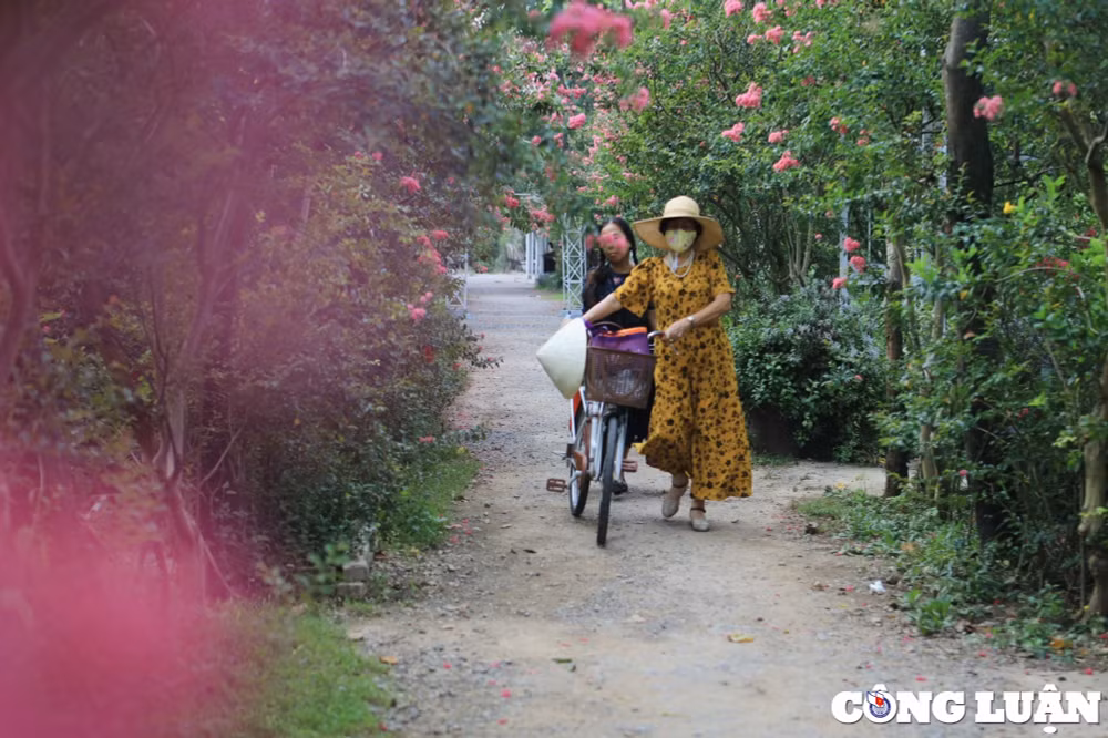 gioi tre ha noi dua nhau check in vuon hoa tuong vi sieu dep hinh 4