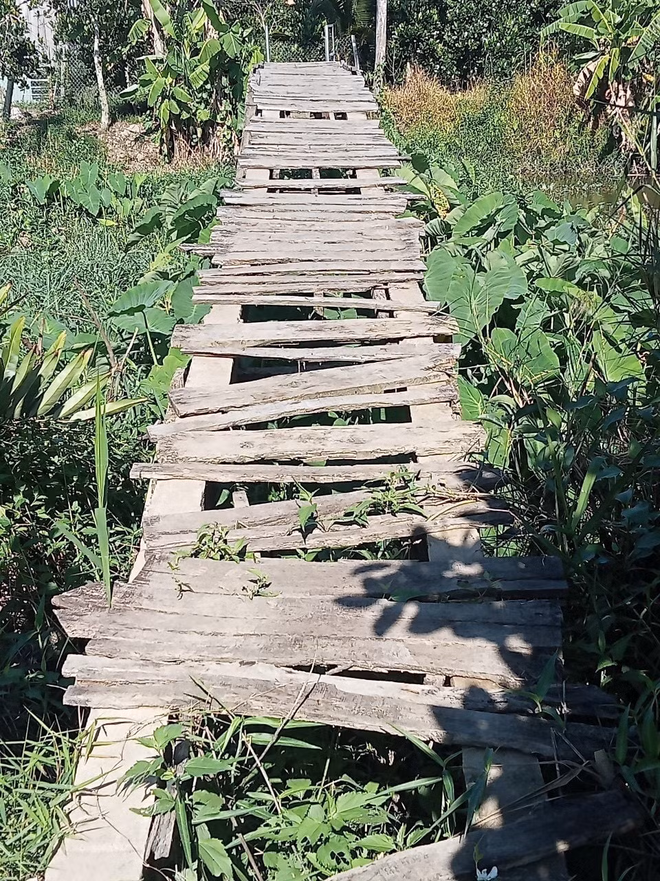 tan hiep phat lien tiep khanh thanh 7 cay cau dan sinh tai tien giang hinh 1