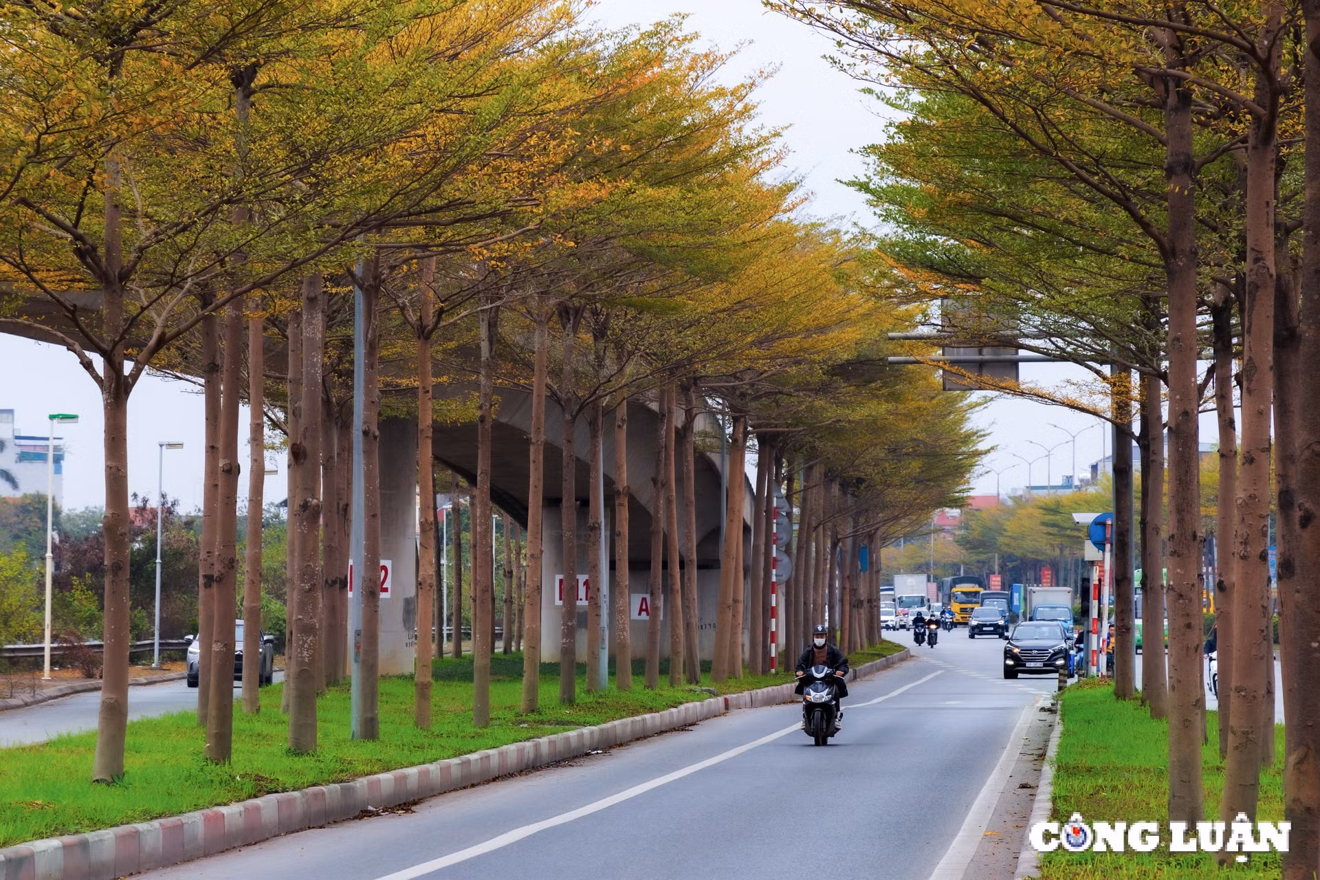 ngam sac vang ruc ro cua hang la bang nho o ngoai o ha noi hinh 2