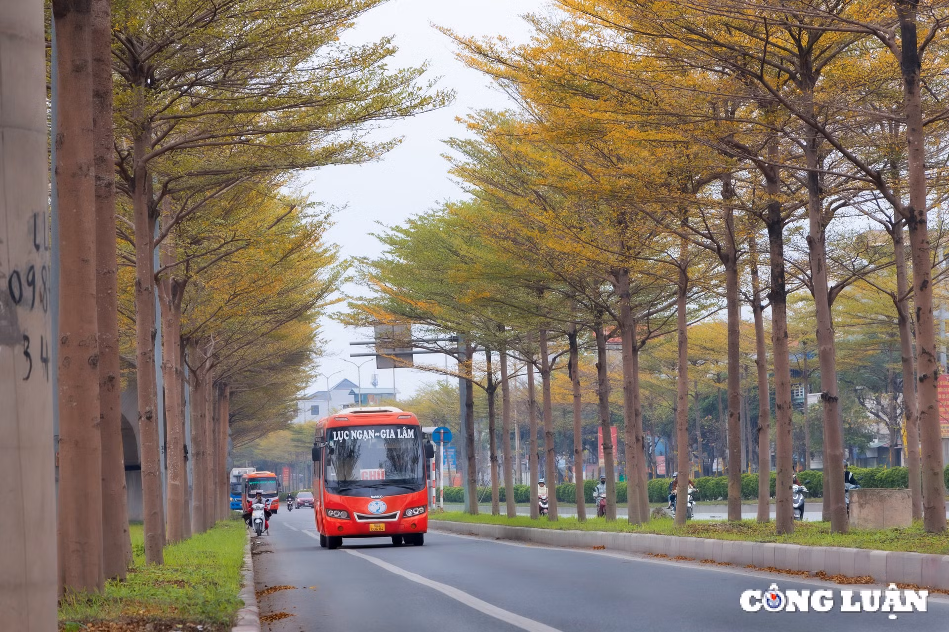 ngam sac vang ruc ro cua hang la bang nho o ngoai o ha noi hinh 1