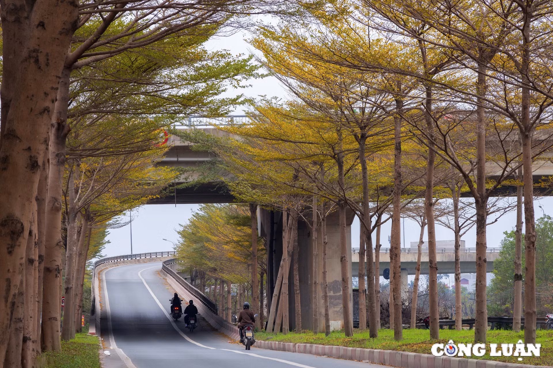ngam sac vang ruc ro cua hang la bang nho o ngoai o ha noi hinh 4