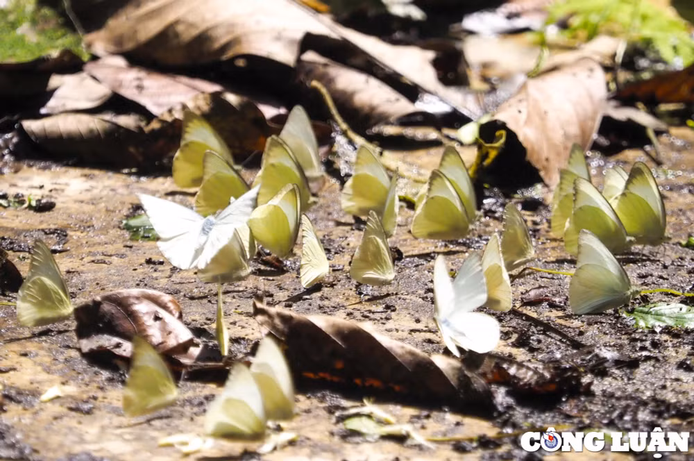 hang van canh buom du sac mau phu khap vuon quoc gia cuc phuong hinh 13