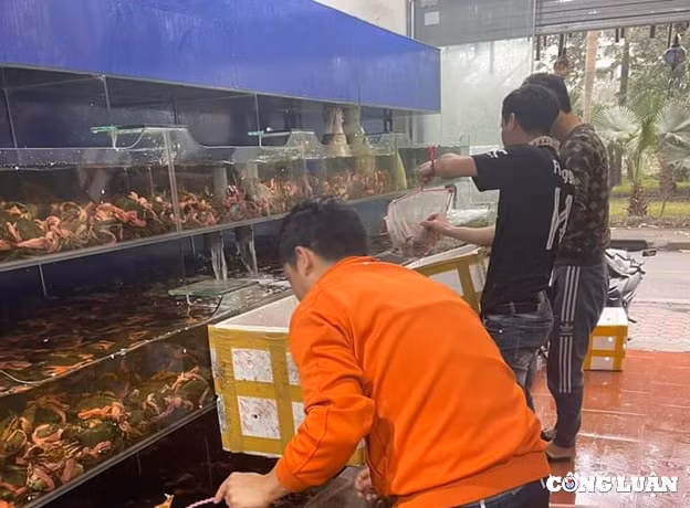 gia cua ca mau ghe xanh tang cao dip nghi le hinh 2