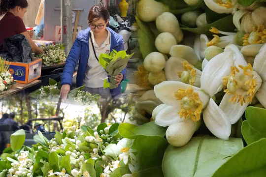 Hoa bưởi xuống phố, hương vị rất riêng của mùa xuân Thủ đô