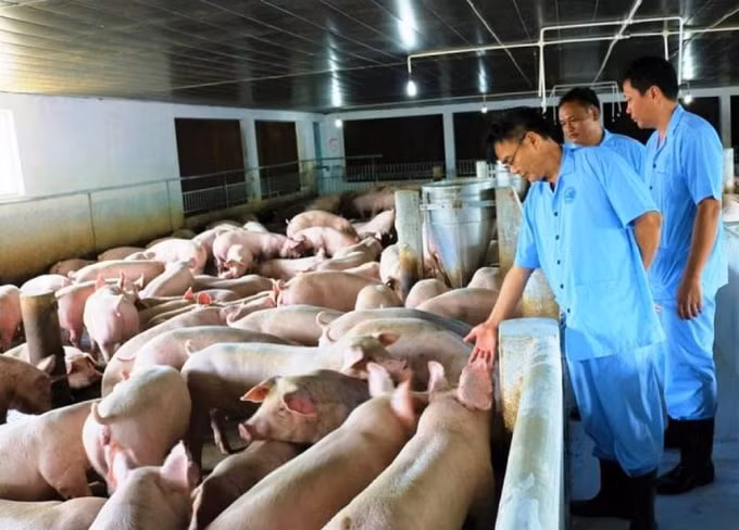 Hà Nội: Tăng cường rà soát kỹ thuật phòng, chống ngăn chặn triệt để dịch tả lợn Châu Phi (Ảnh minh họa)