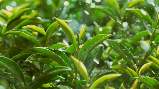 Từ xa xưa trà xanh đã trở thành thức uống yêu thích của người Việt