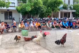 Tạm giữ 28 đối tượng đá gà ăn tiền ở An Giang