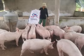 Giá heo hơi hôm nay 30/12: Tiếp tục tăng nhẹ, miền Bắc đạt ngưỡng 80.000 đồng/kg