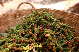 Giá hồ tiêu hôm nay 5/12: Cao nhất trong nước ở mức 58.000 đồng/kg, giá thế giới tăng nhẹ