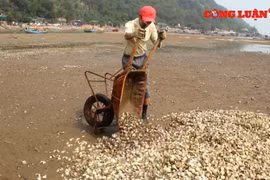 Nghệ An: Ngao chết trắng bãi nuôi, nhiều ngư dân trắng tay