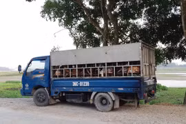 Khi buôn chó trở thành "nghề"