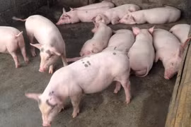 Giá heo hơi hôm nay 29/12: Tiếp tục tăng từ 1.000 - 2.000 đồng/kg trên cả 3 miền