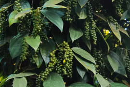 Giá cà phê hôm nay 30/7 đồng loạt tăng 200 đồng/kg, hồ tiêu đi ngang