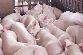 Giá heo hơi hôm nay 20/12: Điều chỉnh tăng nhẹ quanh mốc 68.000 - 74.000 đồng/kg