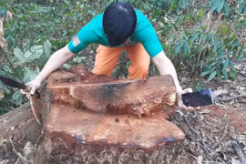 Thanh Hoá: Rừng Lim "chảy máu" và bản báo cáo "bất thường" của Kiểm lâm huyện Bá Thước?