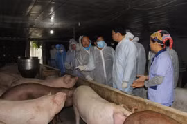 Giá heo hơi hôm nay (18/4): Tăng liên tục, đạt đỉnh mới 92.000 đồng/kg