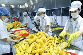 Kim ngạch xuất khẩu rau quả giảm 20,6% so với cùng kỳ năm 2019